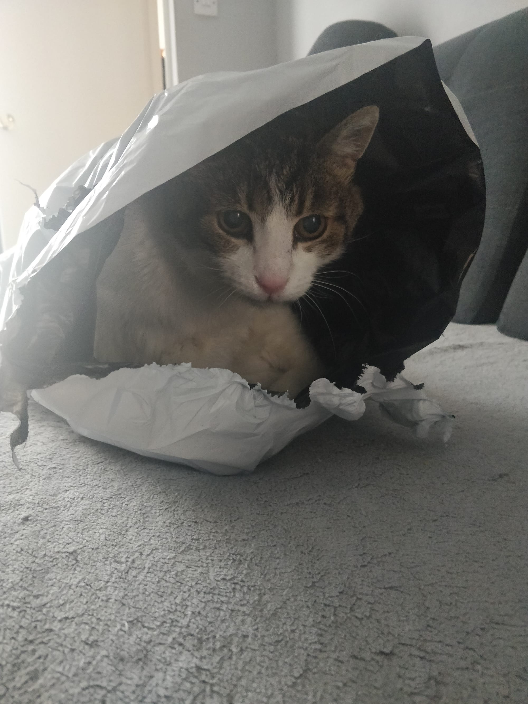 funfel4ever